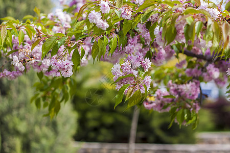 在春天 樱花和粉红色花朵 普鲁纳斯瑟鲁拉塔康赞 全盛的日本樱桃花园落叶月季花乔木花瓣樱桃花季节双色植物植物群图片