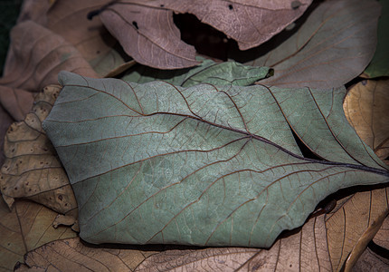 许多干树叶的背景 干叶纹理墙纸叶子阴影地面环境艺术静脉生活树木框架图片