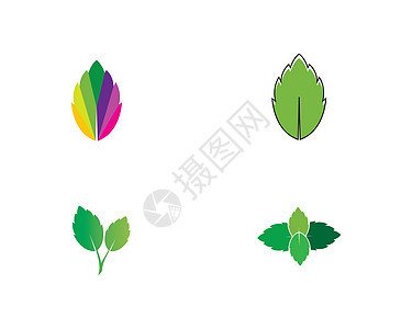 纸质叶图解矢量草本植物草本植物插图百里香草药叶子智者绿色迷迭香图片