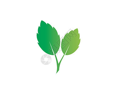 纸质叶图解矢量草药草本树叶韭菜插图芳香绿色迷迭香百里香植物图片