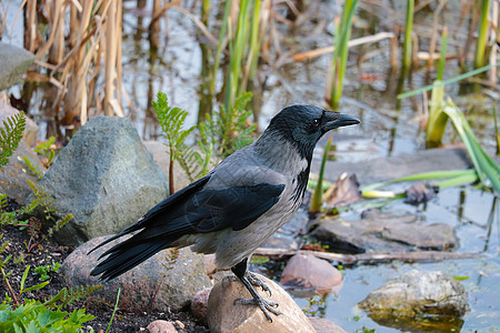 一只黑乌鸦站在水边的石头上图片