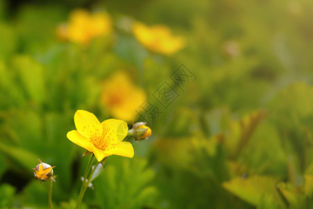 夏季草原上有一朵黄花流淌的多年生花朵图片