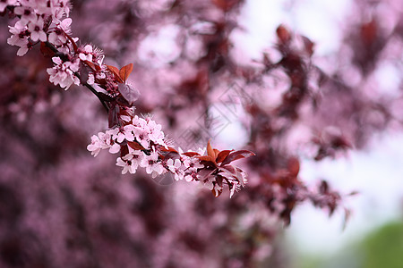 春天开花的花园果树 特写你图片