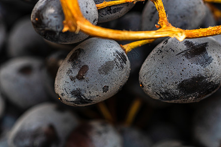 近距离接近成熟的葡萄和葡萄的背景葡萄园浆果生长甜点酒厂水果植物蓝色培育藤蔓图片