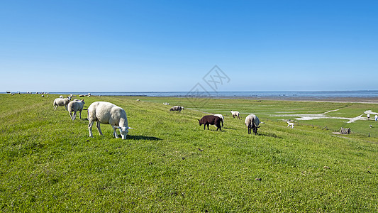 荷兰瓦登海附近的弗里斯兰Friesland堤坝上的羊群图片