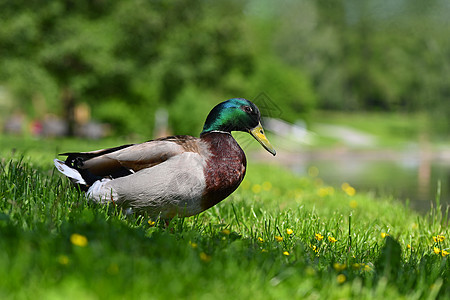 水面上美丽的野鸭反射蓝色生态男性食物水禽野生动物家庭荒野运动图片