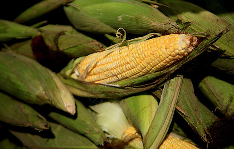 以盐分出售的绿色玉米农业养分农田生态玉米芯收成植物种子土地草地背景图片