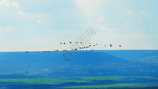 a 一群迁徙鸟类在地平线背景下飞越田野 空中照片为Airphot场地乡村日落蓝色植物旅行天空羊群团体雁雁图片