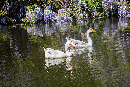 孤单的天鹅住在池塘里野生动物蓝色花园荒野飞行翅膀灰色自由反射羽毛图片