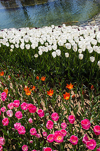 春天的白色郁金香花坛植物群花园花店季节场地植物旅行公园生长图片
