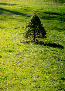 青绿树自然生长木头松树生活叶子生态白色树苗花园绿色植物图片