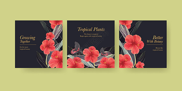 带有热带植物概念 水彩色风格的薄板模板天堂花园花瓣广告水彩植物群植物学插图绘画区系图片
