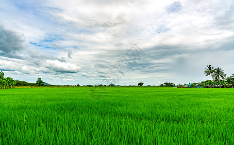 景观绿色稻田 以山为背景的水稻农场在农村 绿色稻田 亚洲的有机水稻农场 稻田 热带景观和洁白的云彩天空 农业农场图片