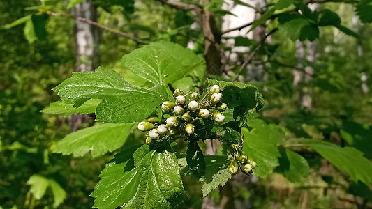 生菜 自然中的绿色叶子 自然的概念园艺植物学乌贼植物群季节宏观植物玫瑰叶花园生长图片