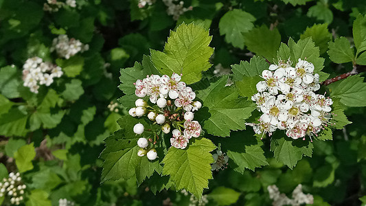 在花园或森林里 霍须恩开花 白花和绿叶季节树枝花瓣植物阳光植物群荒野花园叶子公园图片