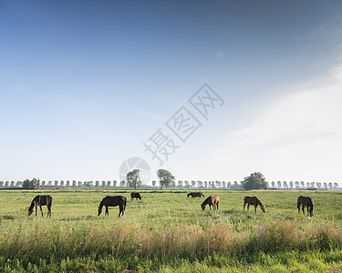 夏季在蓝天下 在阴地的尼日梅根附近的绿草地上草原农业哺乳动物荒野马属牧场蓝色鬃毛树木农村图片