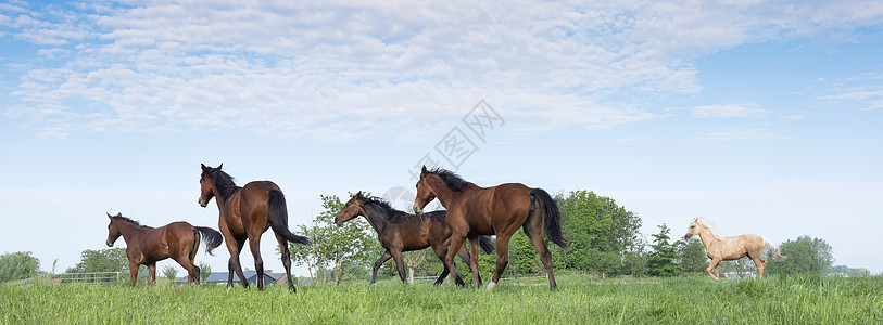 五匹年轻的马跑在霍兰的乌特勒支附近的青绿草地上运动蓝天农场场地天空牧场自由蓝色板栗马术图片