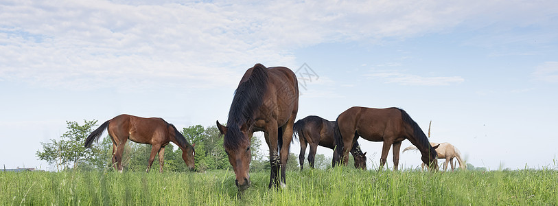 五匹年轻的马 在霍兰的乌特勒支附近草原上 青绿草地图片