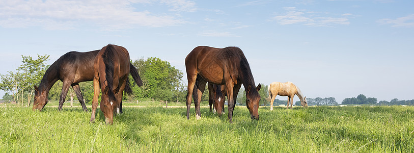 马特霍恩年轻的马匹在霍兰的乌特勒支附近草原上青绿草林中放牧哺乳动物蓝色牧场运动自由天空速度农场动物场地背景