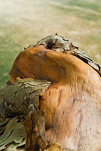靠近 woo 的旧树桩纹理风化森林白色树干圆圈材料木头木材裂缝控制板图片