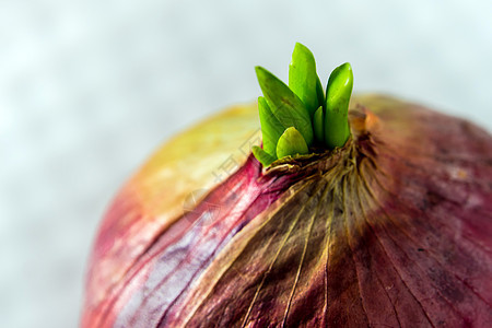 红洋葱新芽叶洋葱植物生长食物植物学绿色发芽紫色叶子棕色图片