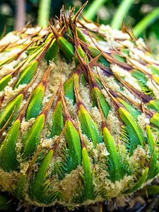 工厂女性锥体植物植物群树叶热带叶子绿色花园棕榈植物学图片