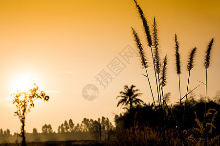 农村日出的金色亮光全景植物太阳金子背景图片