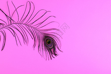 彩纸上的孔雀羽流金子情调动物眼睛尾巴翅膀孔雀羽毛宏观紫色图片