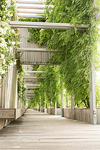 绿色公园小巷 木板椅和白玫瑰墙旅行草地车道花园木头季节植物街道长椅环境图片