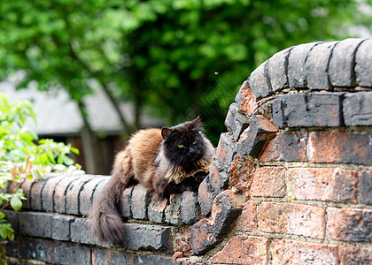 黑猫躺在砖墙上图片