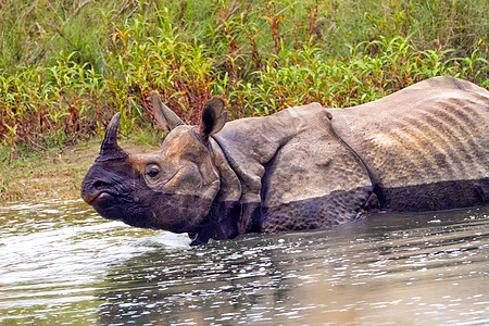 尼泊尔Bardia皇家国家公园 大一角犀牛Rhinoceros自然公园环境湿地动物哺乳动物生态旅游生物学生态避难所动物学图片