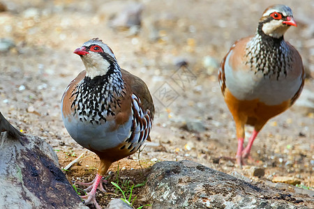 欧洲西班牙蒙佛拉格国家公园红腿帕特里奇生物学避难所保护区动物鸟类观鸟者保护行为栖息地森林图片