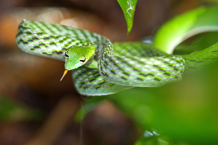 斯里兰卡辛哈拉贾国家公园雨林绿藤蛇Sinharaja生物学自然野生动物丛林生境生物动物群爬虫动物学荒野图片