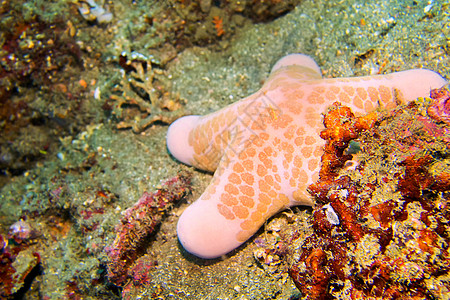 印度尼西亚北苏拉威西岛Lembeh 北苏拉威西野生动物保护珊瑚生物行为主题自然保护海洋热带海洋生物图片