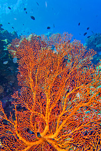 印度尼西亚北苏拉威西Bunaken国家海洋公园海风 海鞭生物学野生动物水生生物殖民生态热带息肉动物群环境珊瑚图片