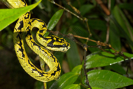 斯里兰卡Sinharaja国家公园雨林 斯里兰卡绿色Pit Viper生境热带危险生物野生动物栖息地森林爬虫动物学脊椎动物图片