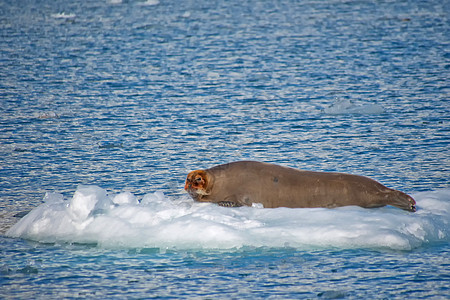 胡须海豹 北极 斯瓦尔巴群岛 挪威动物群荒野生态气候变化生物保护海洋栖息地哺乳动物行为图片