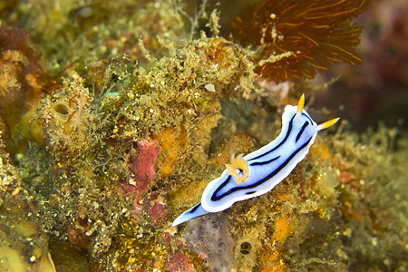 海底娇娃蓝华海蛞蝓 Lembeh 北苏拉威西岛 印度尼西亚背景