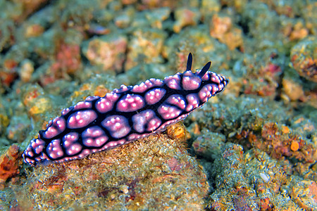 印度尼西亚北苏拉威西海兔潜水生态旅游水生生物热带海洋动物群生物学珊瑚礁动物图片