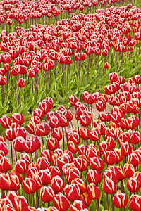 荷兰多彩的郁金香田区系灯泡郁金香花园红色植物学水仙花瓣植物栽培图片