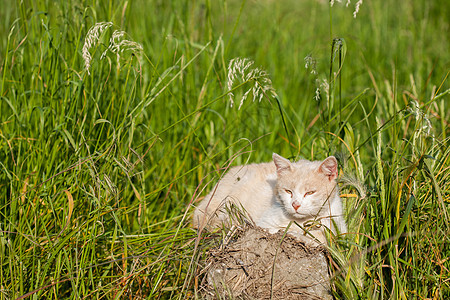 猫坐在草地上纯种猫植物眼睛花园动物小猫毛皮哺乳动物衬套背景图片