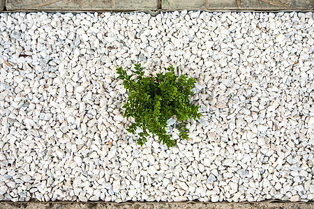 白石上的小绿灌木园艺植物群树叶花园场地生长公园石头植物衬套图片