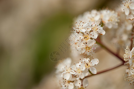 樱花花植物粉色植物群美丽白色樱花花园图片