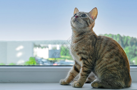 金吉儿小猫坐在窗台上 抬头看大花猫爪子家畜猫科虎斑窗户哺乳动物橙子住宅猫咪图片