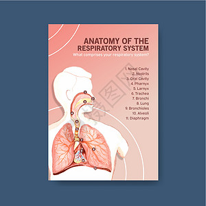 有关呼吸系统解剖和了解基本系统的信息身体生物学保健数据器官医疗科学医院水彩疾病图片