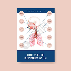 有关呼吸系统解剖和了解基本系统的信息药品数据医院癌症绘画文档医疗卫生呼吸健康图片