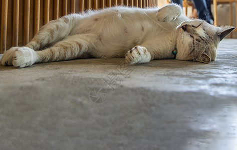 有趣的胖猫睡在水泥地板上舒服点 可爱猫睡觉时间孤独动物猫科动物毛皮朋友们乐趣房子哺乳动物快乐地面图片