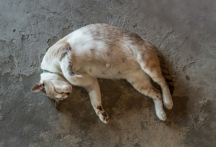 睡在混凝土地板上舒服的滑稽胖猫 睡觉时最能看到可爱猫图片