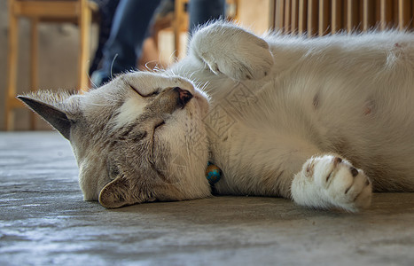 在水泥地板上睡得舒服的可爱猫咪 睡觉的时候可爱猫咪孤独哺乳动物小猫猫科动物生活乐趣快乐宠物地面朋友图片