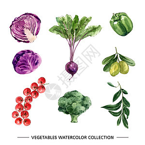 一套用于装饰的独立水彩蔬菜插图手绘叶子树叶绘画创造力图片